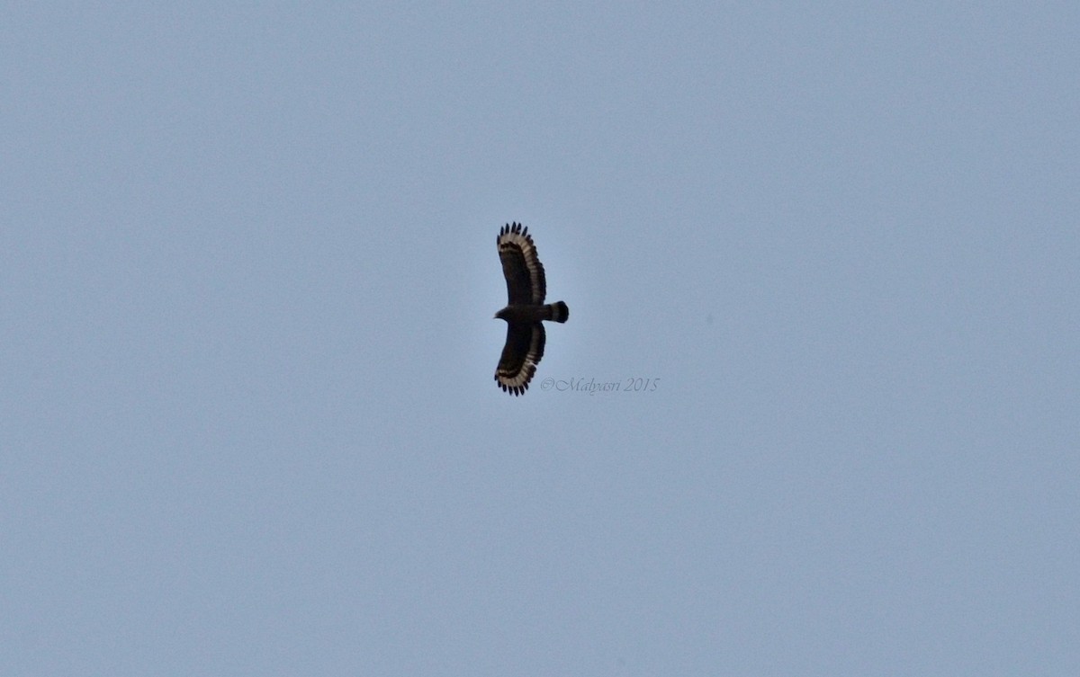 Crested Serpent-Eagle - Malyasri Bhattacharya