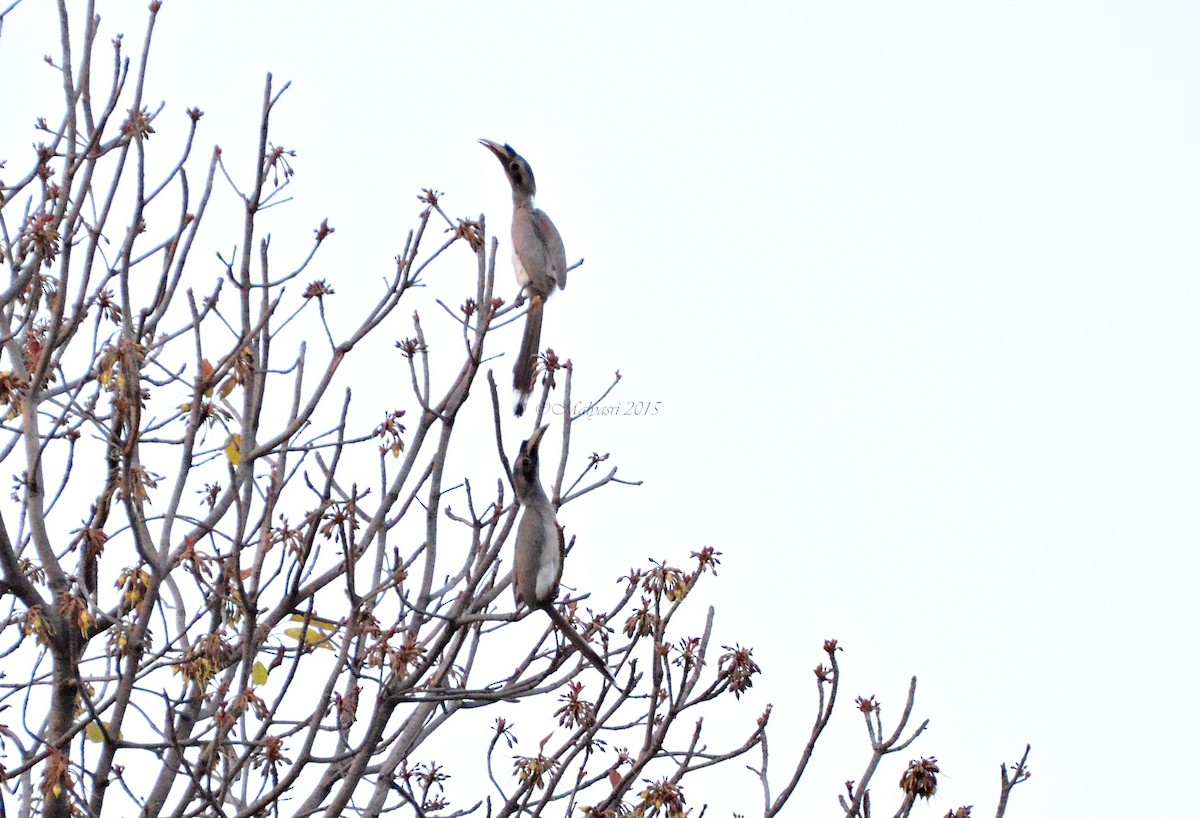 Indian Gray Hornbill - ML202684581