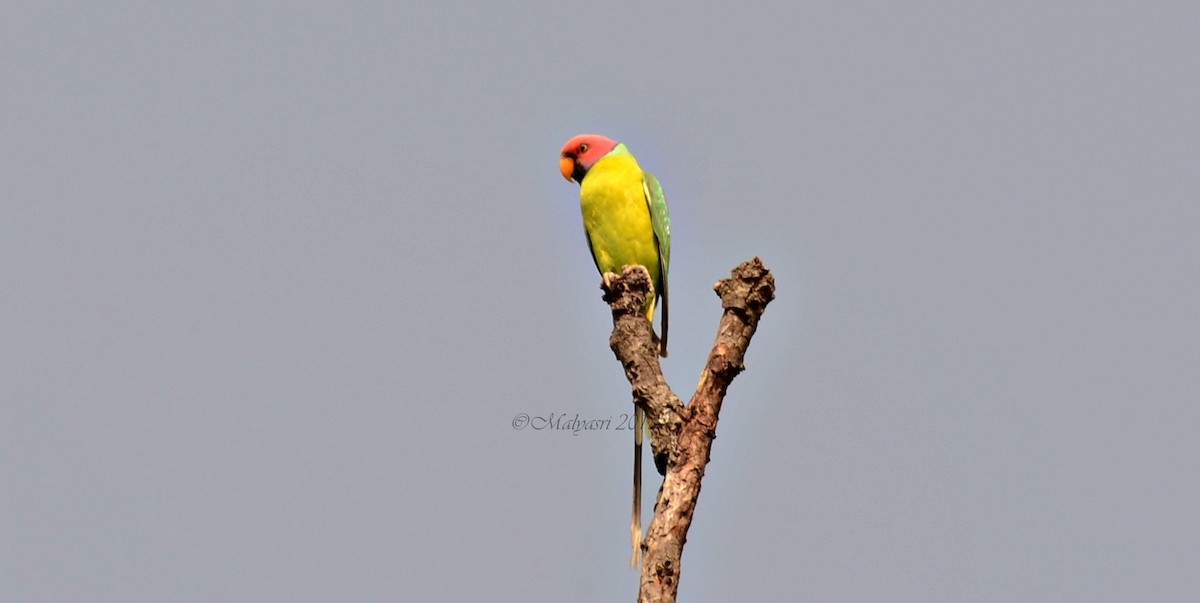 Plum-headed Parakeet - ML202684681