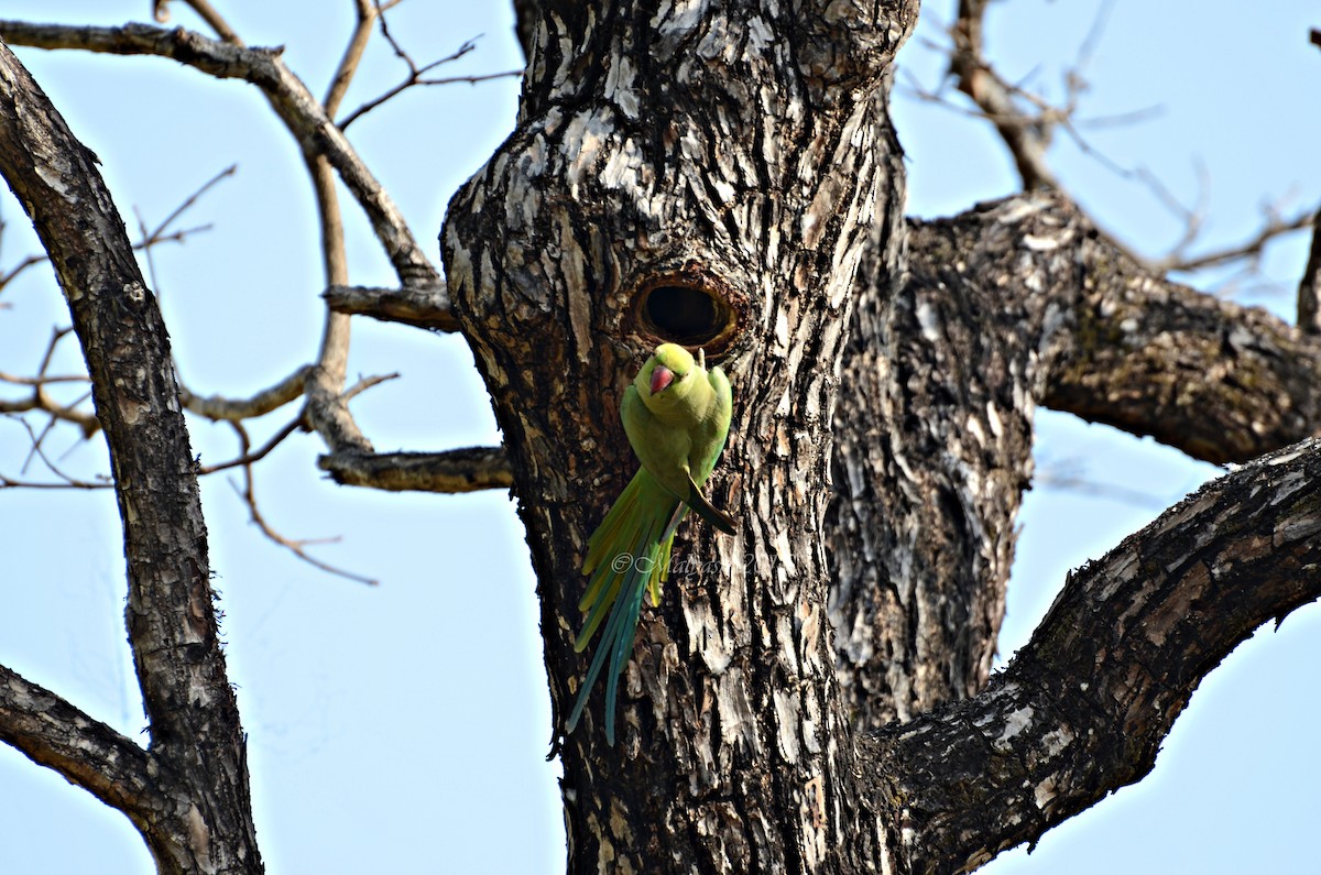 Rose-ringed Parakeet - Malyasri Bhattacharya