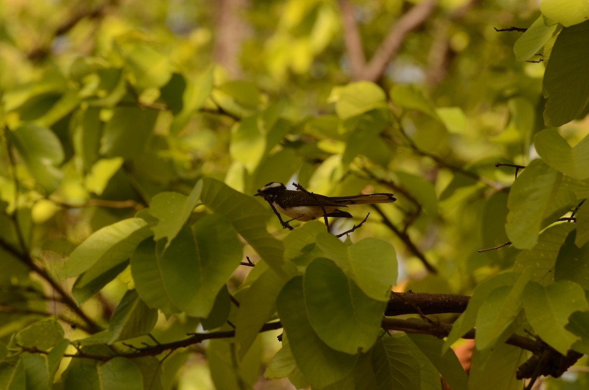 White-browed Fantail - ML202684721