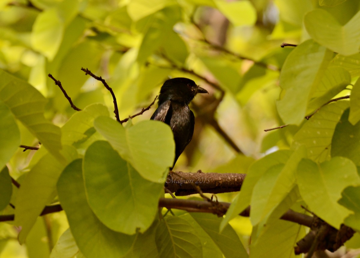 Black Drongo - Malyasri Bhattacharya