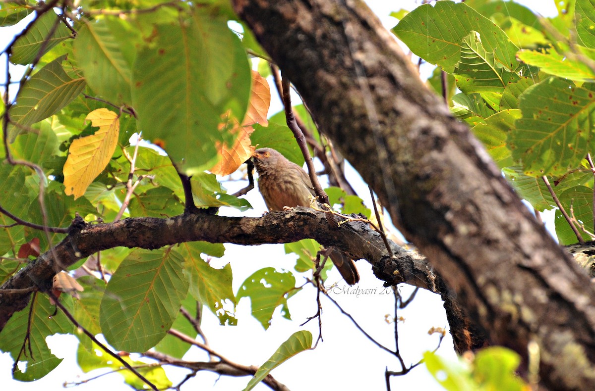 Jungle Babbler - ML202684861