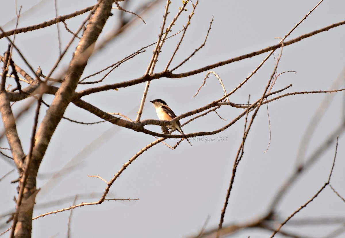Long-tailed Shrike - Malyasri Bhattacharya