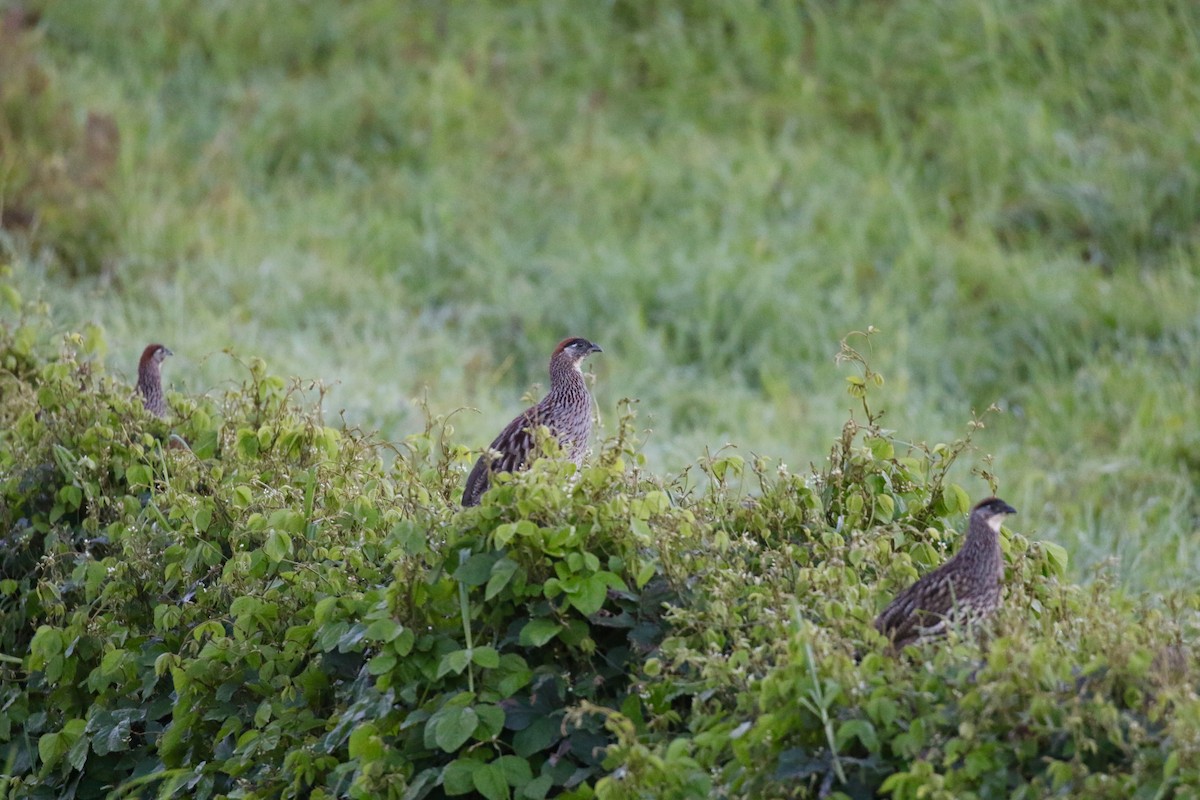 Erckel's Spurfowl - ML202685361