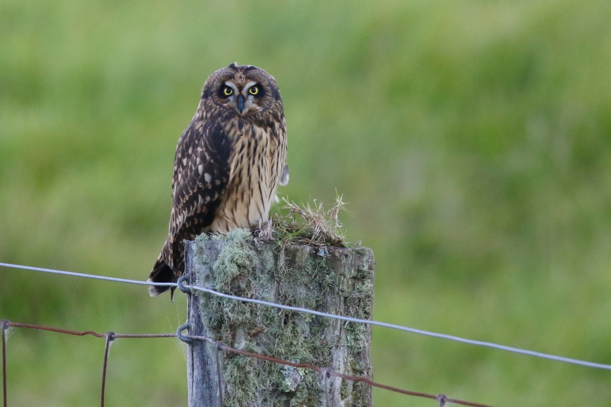 Short-eared Owl (Hawaiian) - Eric Gustafson