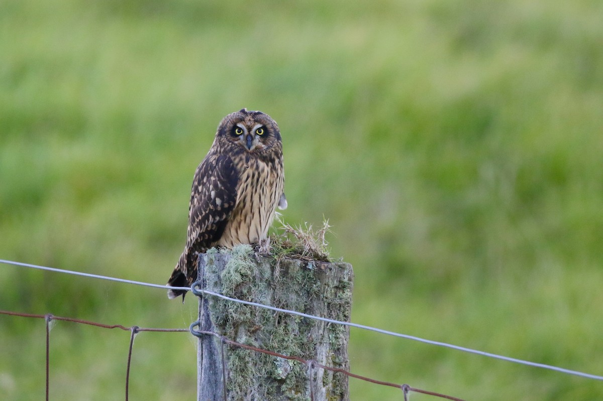 Short-eared Owl (Hawaiian) - Eric Gustafson