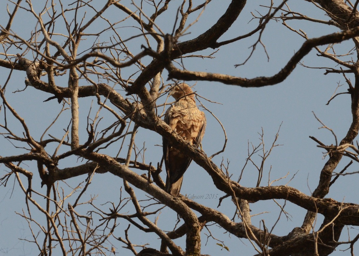 Oriental Honey-buzzard - Malyasri Bhattacharya