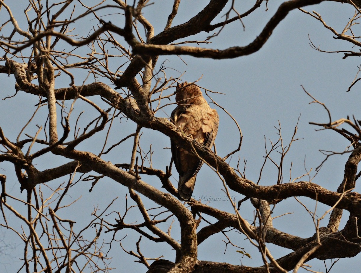 Oriental Honey-buzzard - Malyasri Bhattacharya