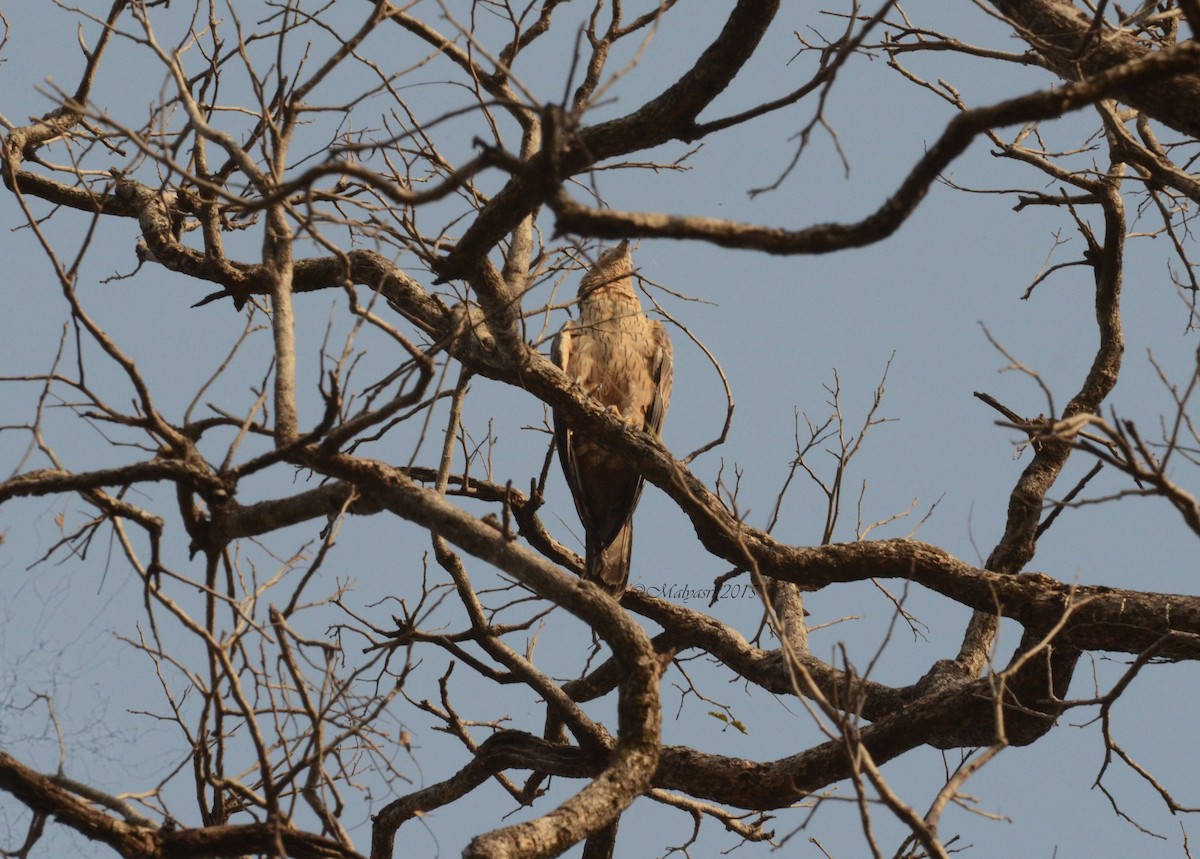 Oriental Honey-buzzard - Malyasri Bhattacharya