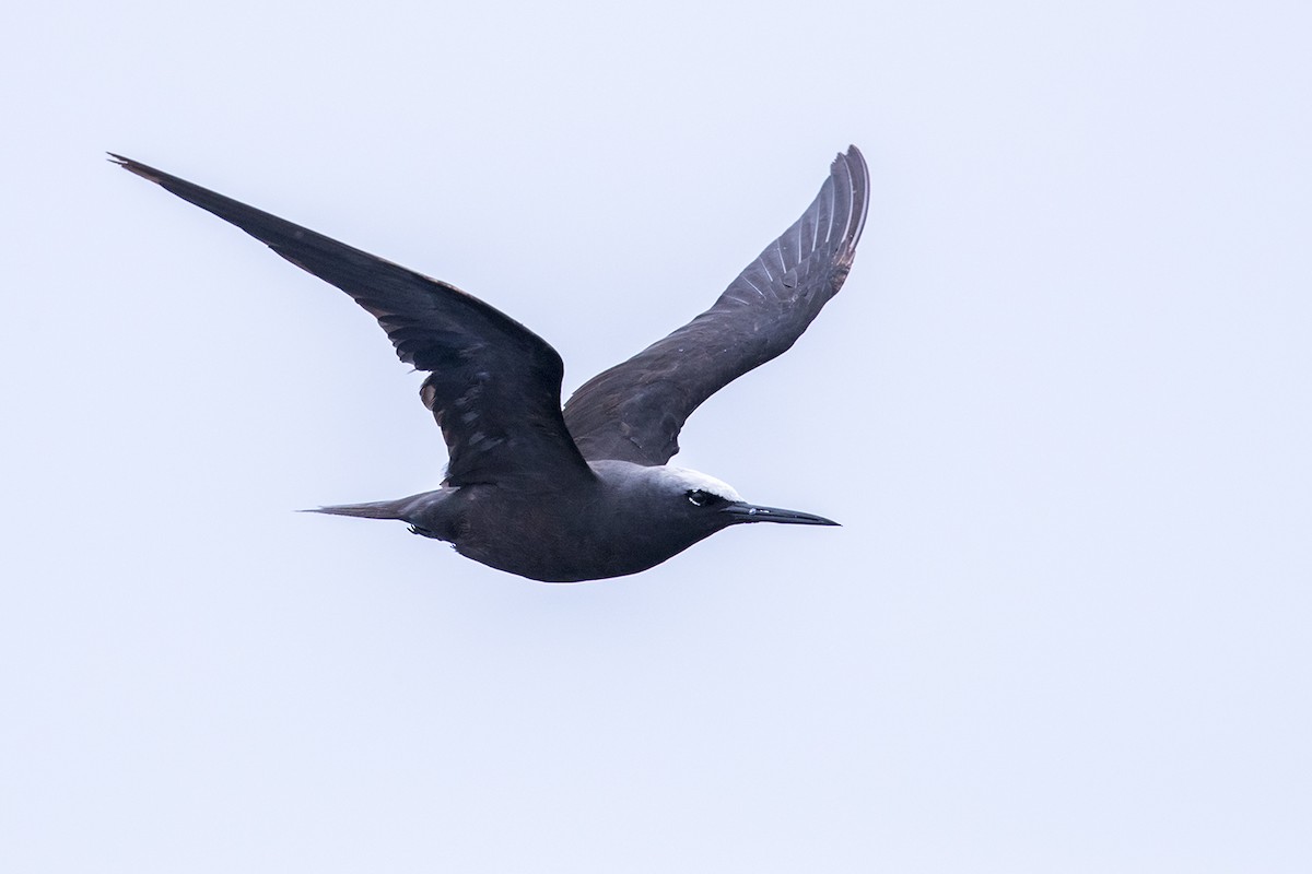Black Noddy - Laurie Ross | Tracks Birding & Photography Tours