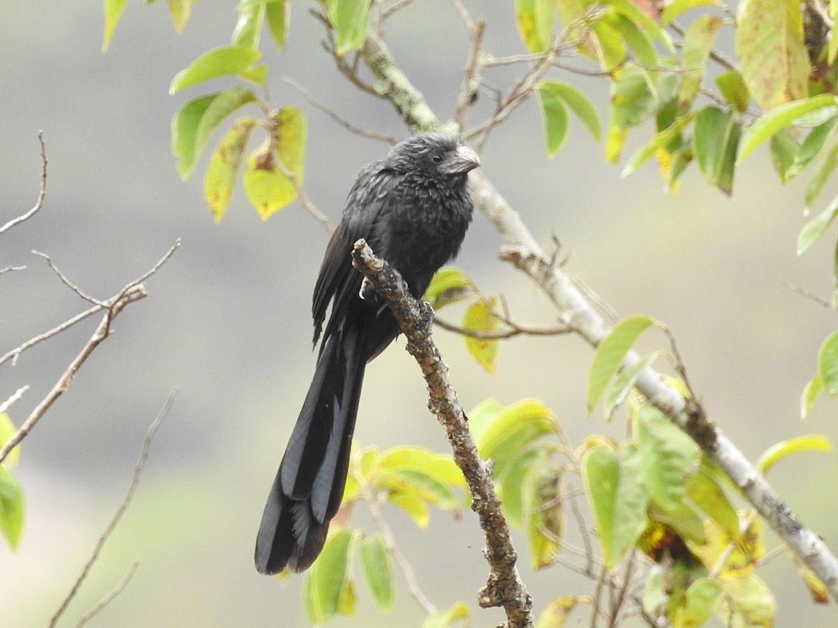 Groove-billed Ani - ML202687221