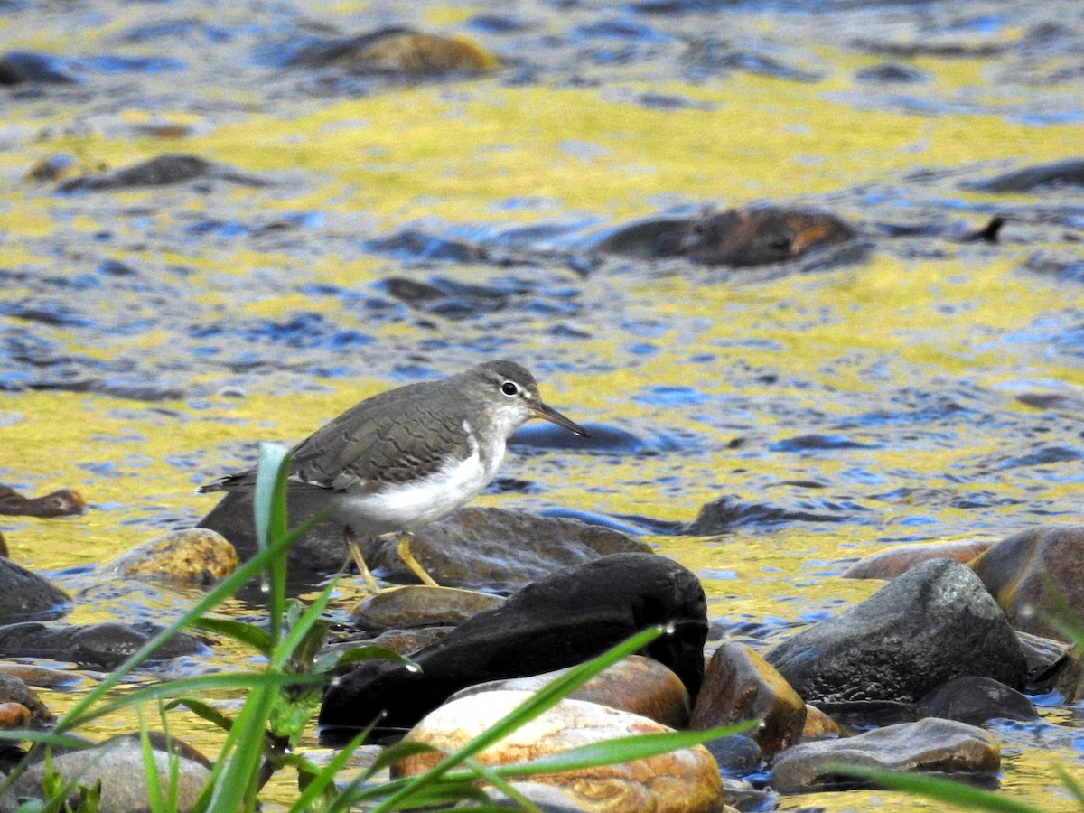 Spotted Sandpiper - ML202687651