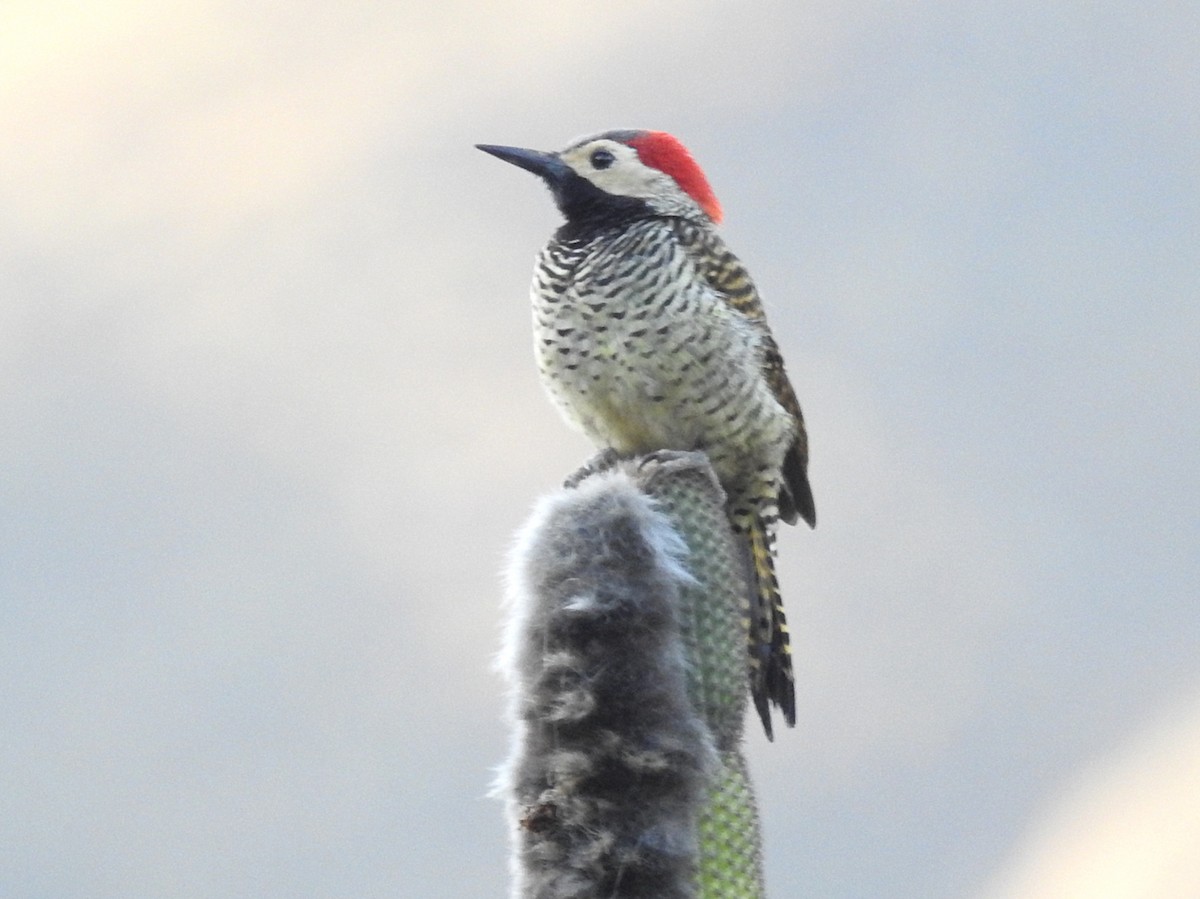 Black-necked Woodpecker - ML202687791