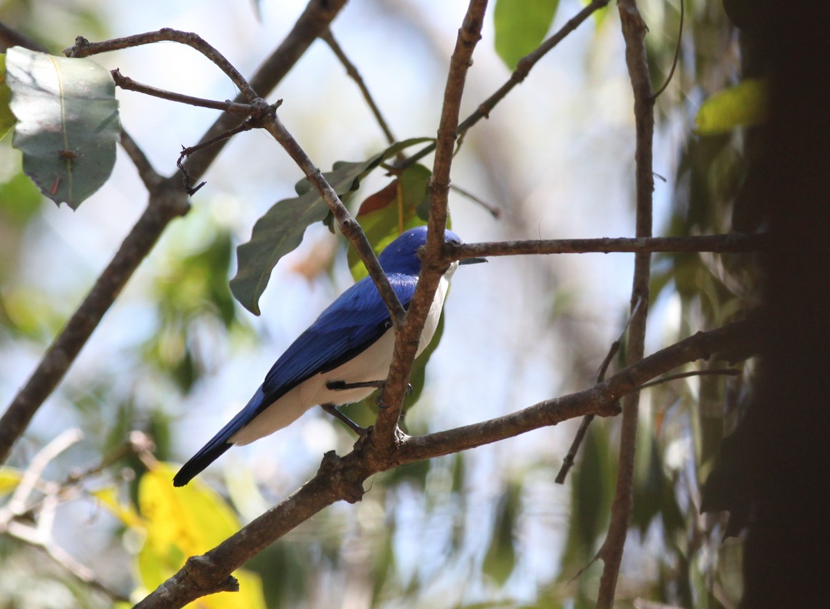 Vanga Azul (madagascarinus) - ML20268781