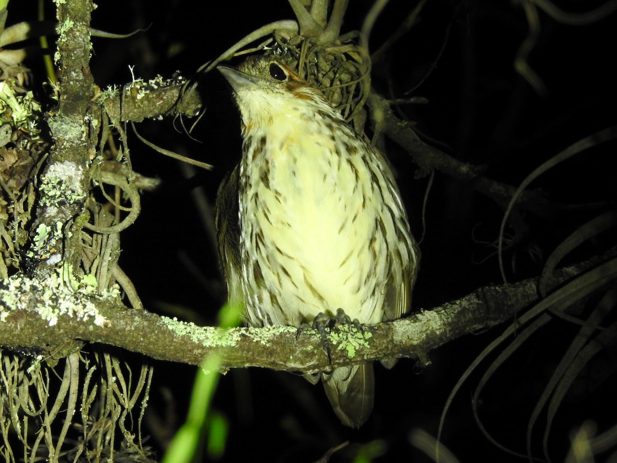 Chestnut-crowned Antpitta - ML202687891