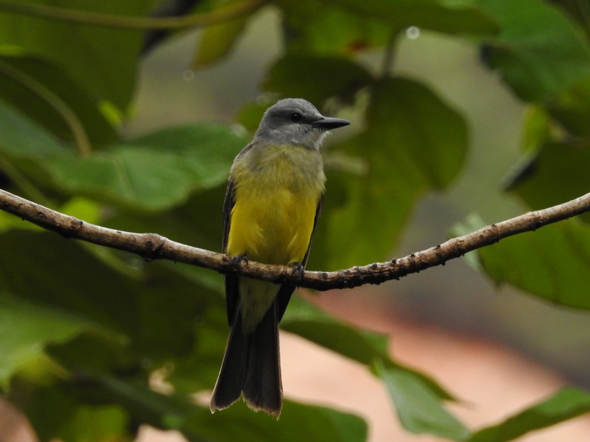 Tropical Kingbird - ML202687931