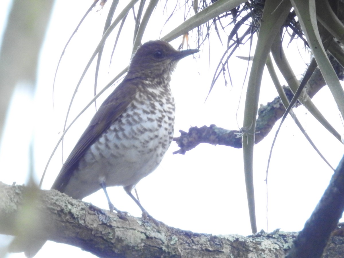 Marañon Thrush - ML202687941