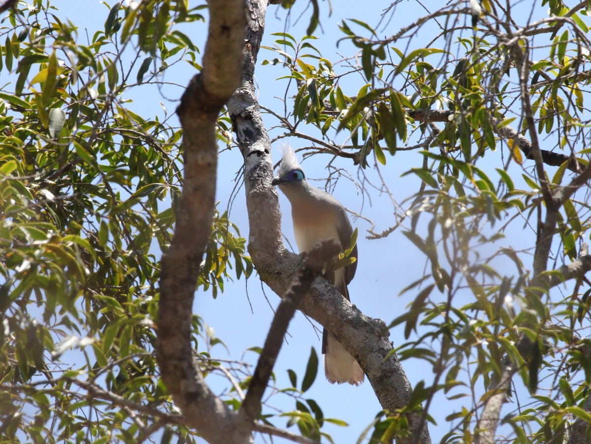 Crested Coua - Scott (瑞興) LIN(林)