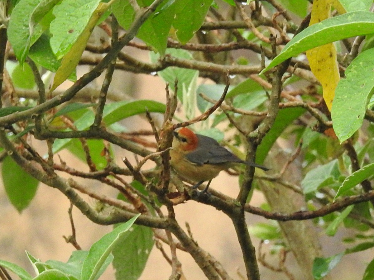 Buff-bellied Tanager - ML202688271