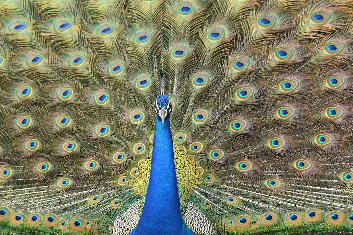 Indian Peafowl - ML202688801