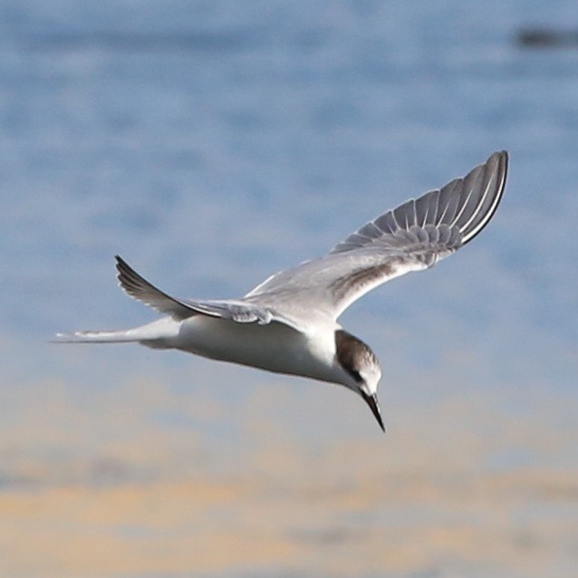 Common Tern - Pete Dunten