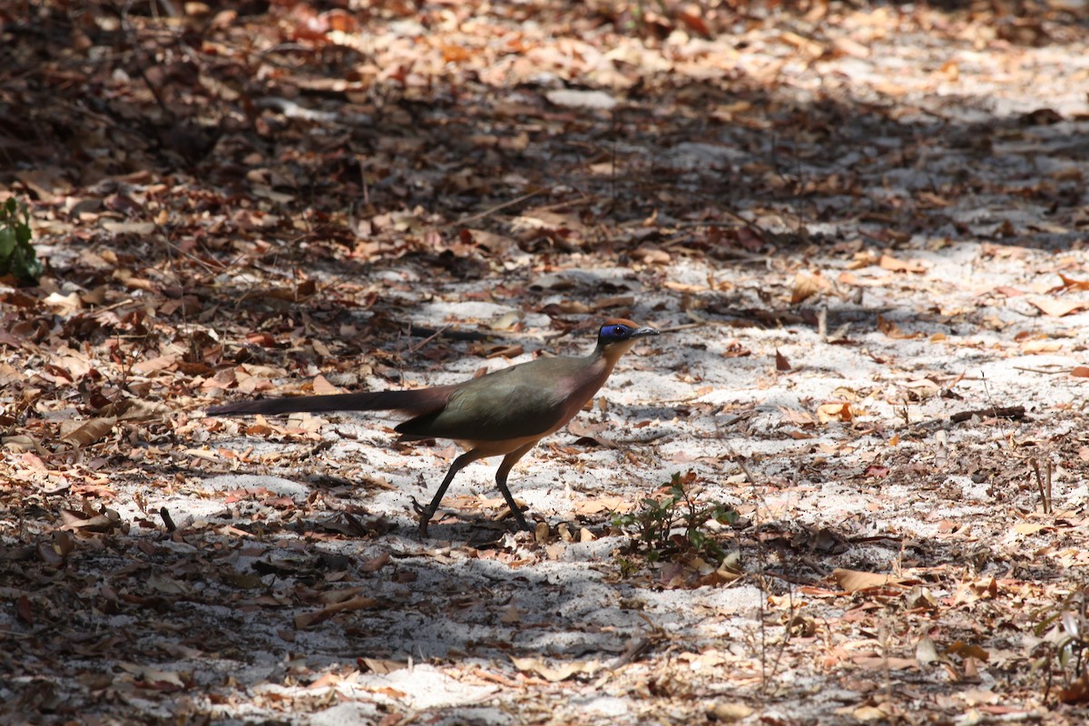 Red-capped Coua - ML20268921