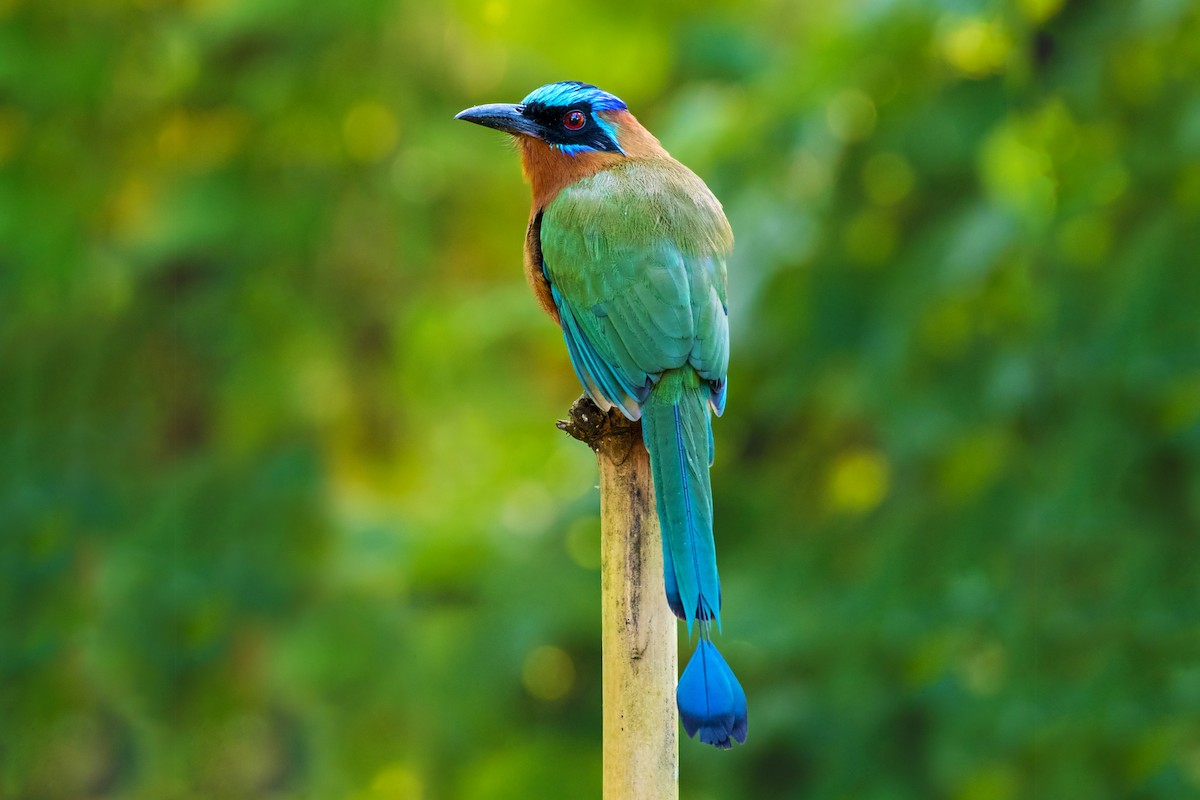 Trinidad Motmot - Vayun Tiwari