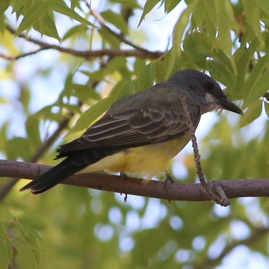 Cassin's Kingbird - ML20269041