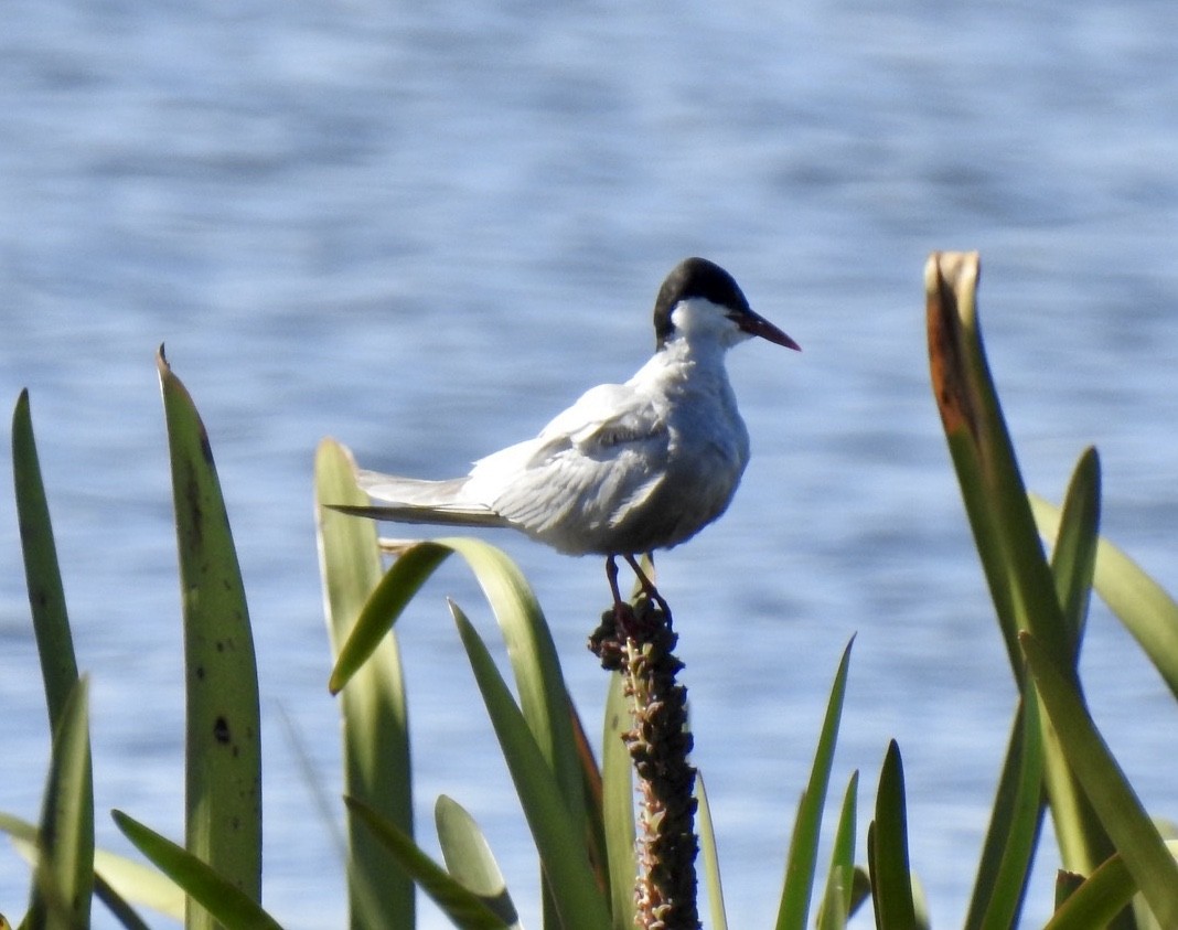 Whiskered Tern - ML202691141