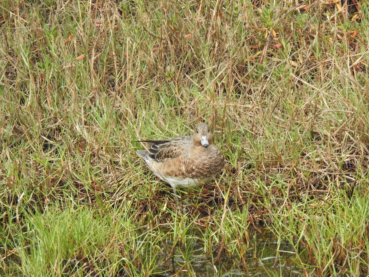 Eurasian Wigeon - Peter Lang