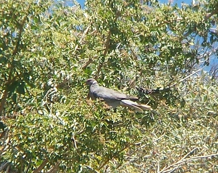 Pigeon à queue barrée - ML20269341