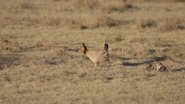 Lesser Prairie-Chicken - ML202694721