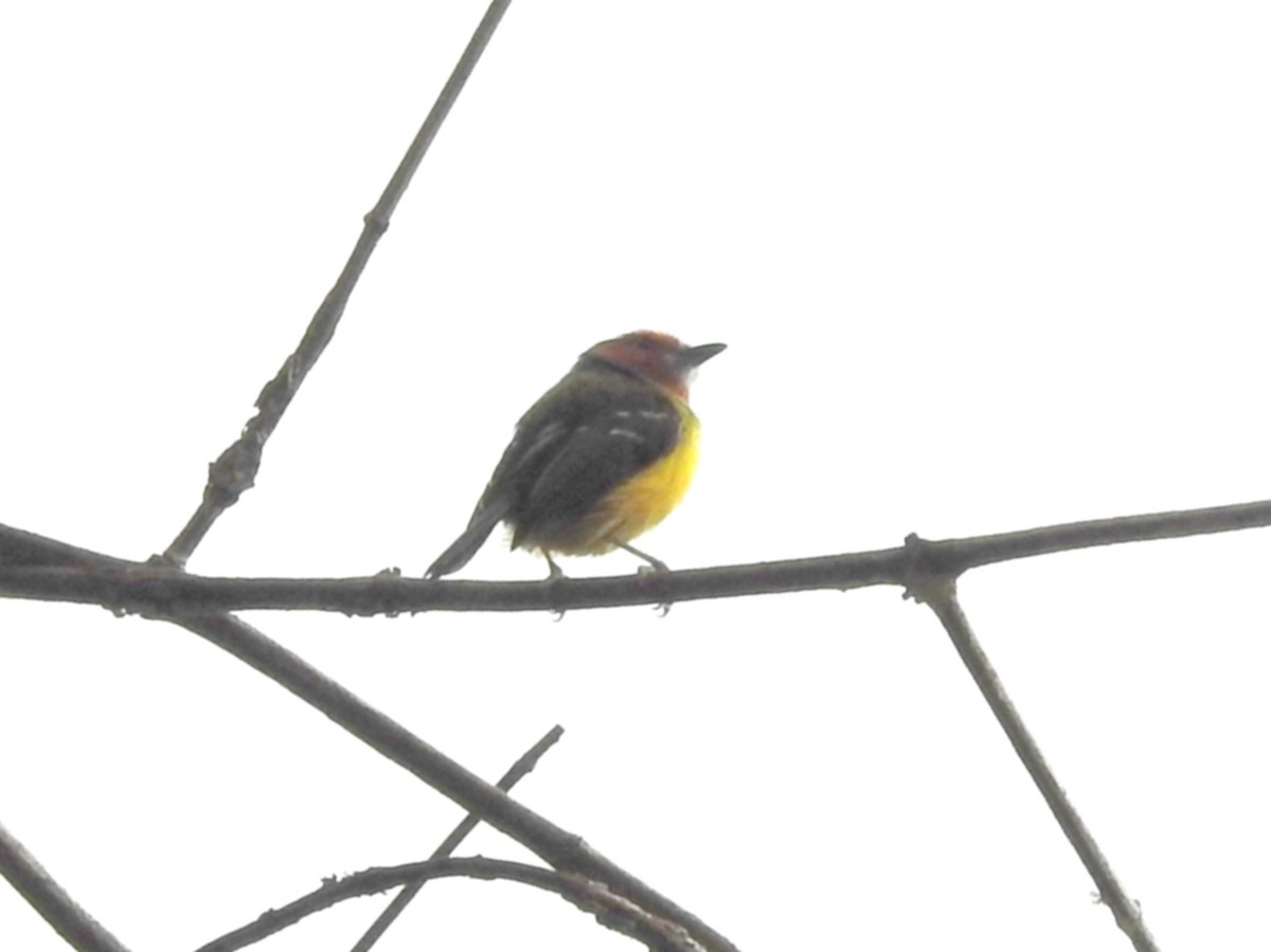 Johnson's Tody-Flycatcher - ML202695711