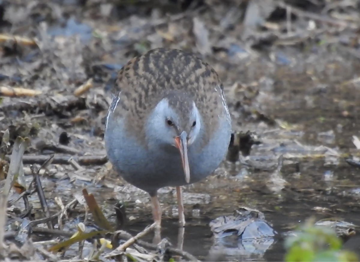 Water Rail - ML202696001