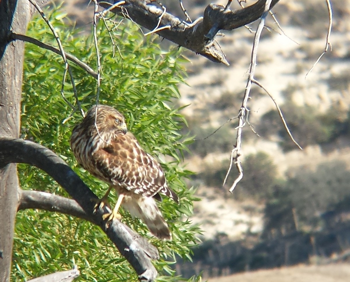 Red-shouldered Hawk - ML20269781