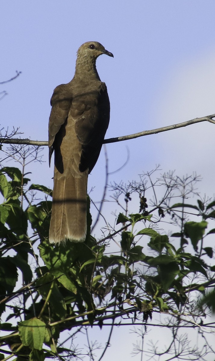 Flores Sea Cuckoo-Dove - ML202698051