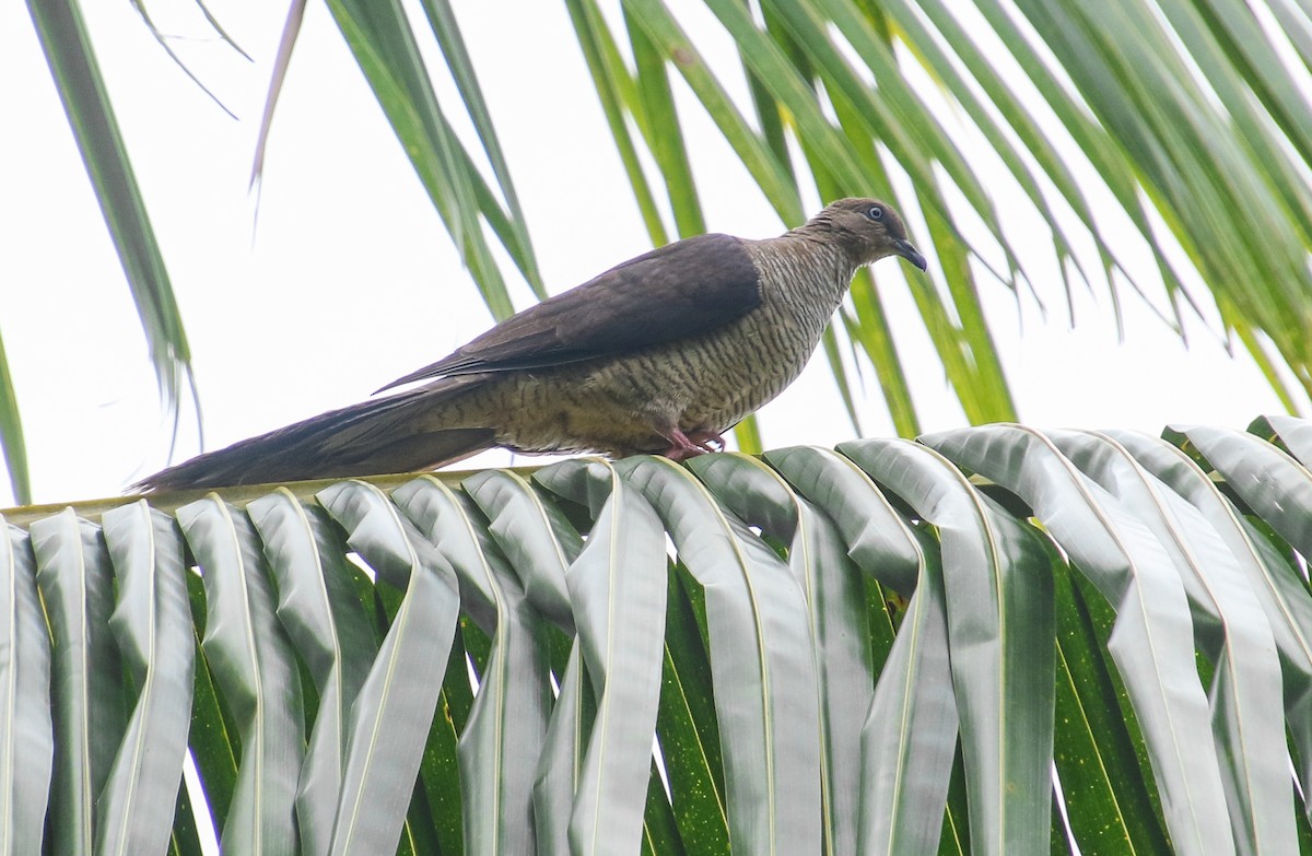 Flores Sea Cuckoo-Dove - ML202698251