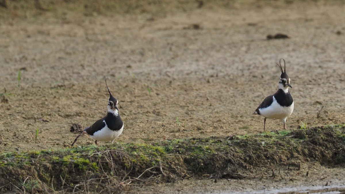 Northern Lapwing - ML202702071