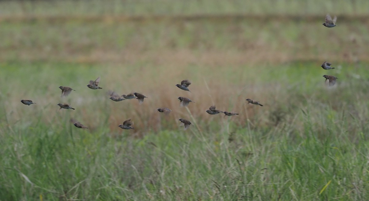 Scaly-breasted Munia - ML202702101