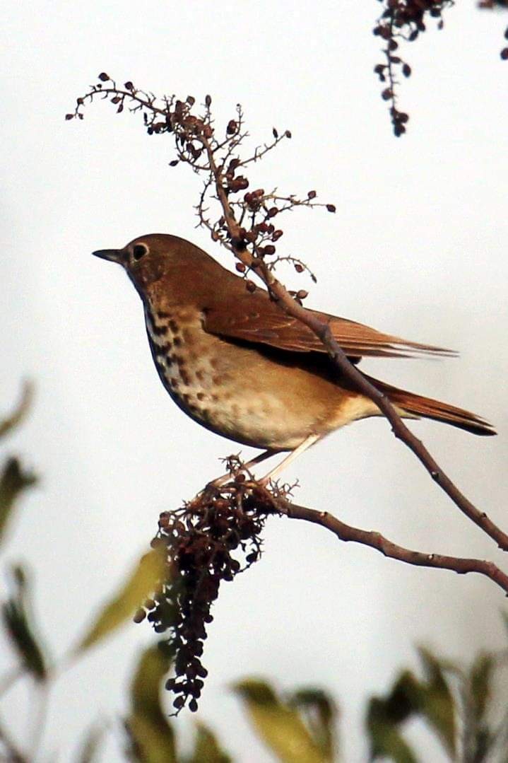 Hermit Thrush - ML202702191