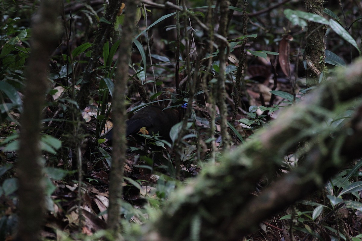 Red-breasted Coua - ML20270231