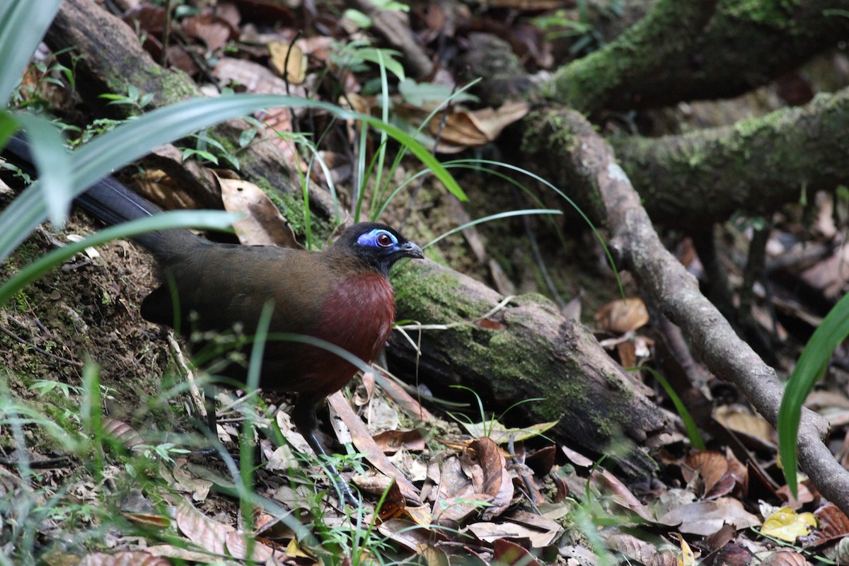 Red-breasted Coua - ML20270251