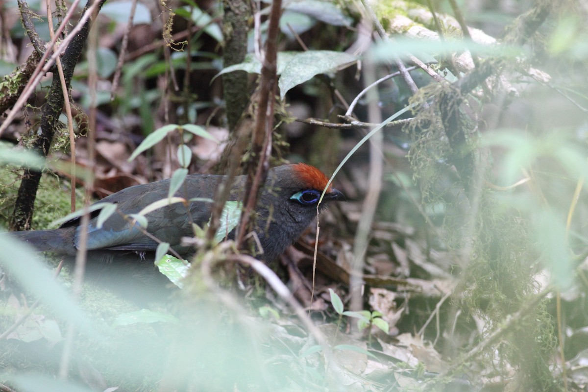 Red-fronted Coua - ML20270271