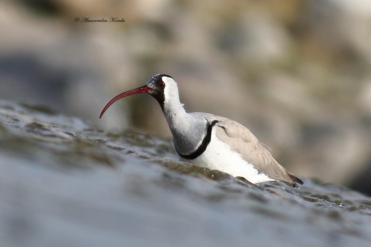 Ibisbill - Amarendra Konda