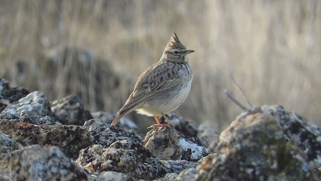 Cochevis de Thékla - ML202702821