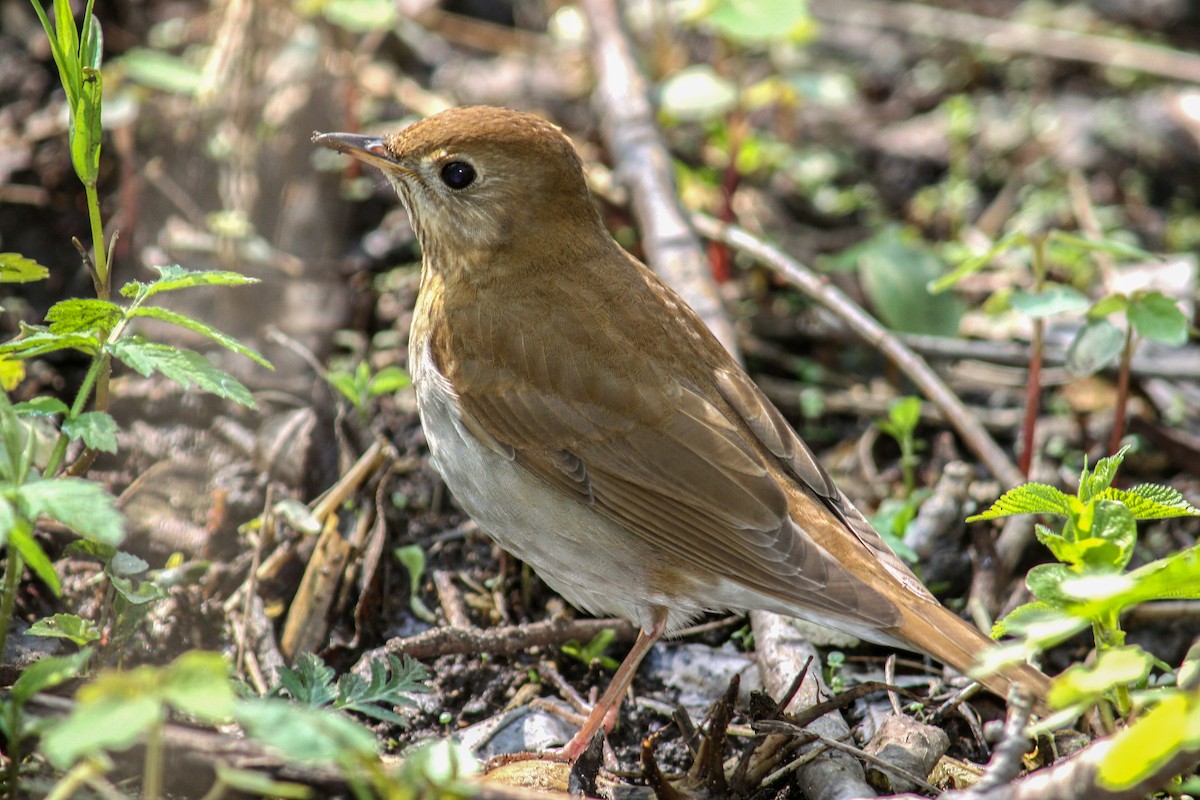 Veery - Jeff 'JP' Peters