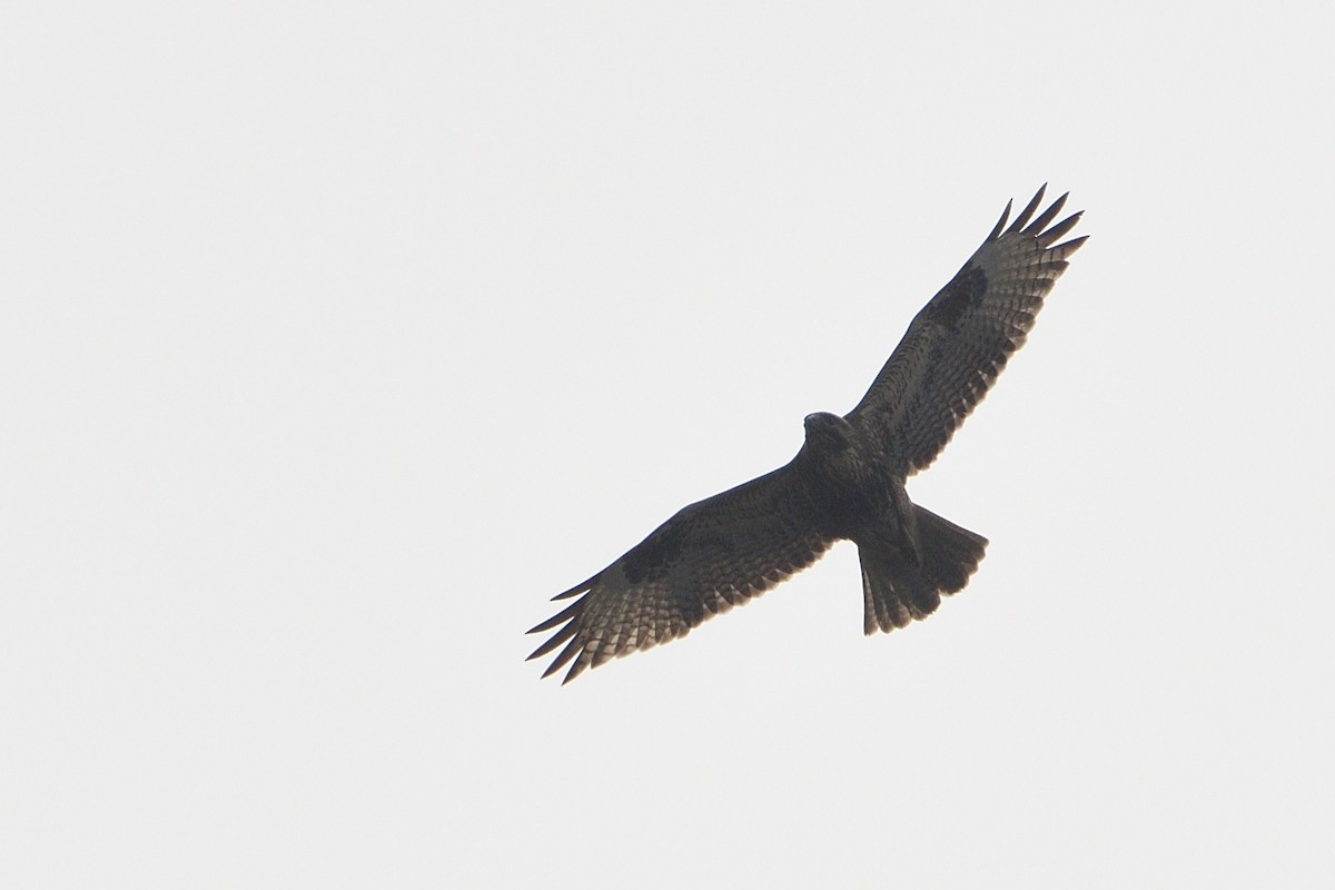 Eastern Buzzard - Yan  Jhen-Huei