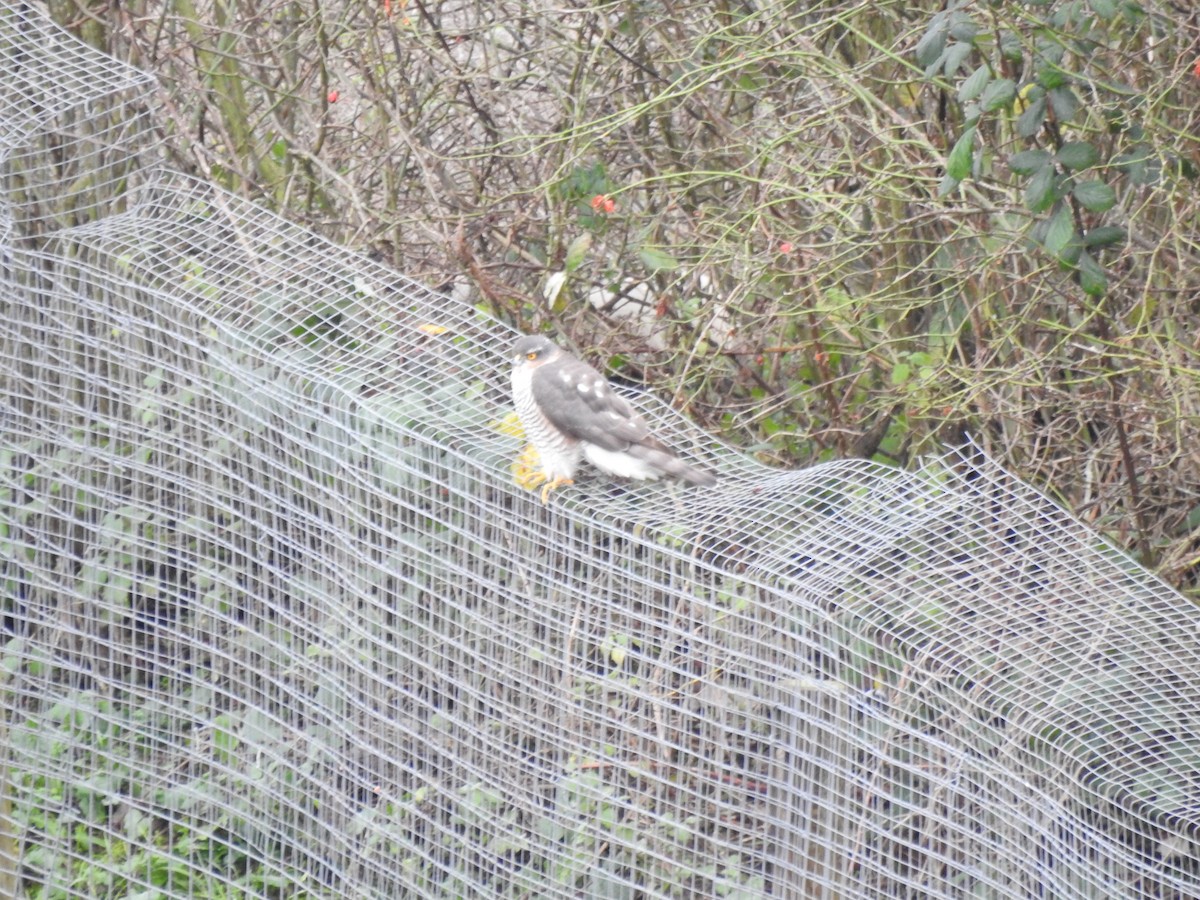 Eurasian Sparrowhawk - ML202704471