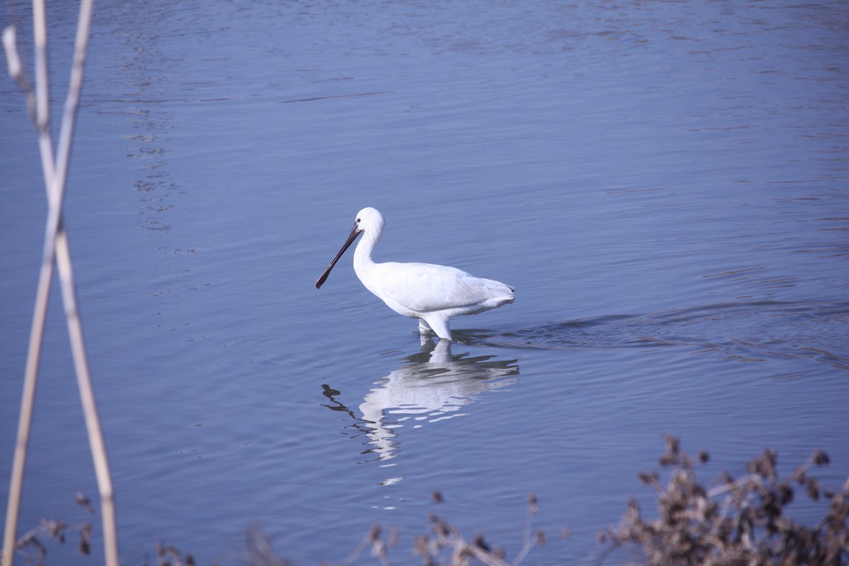 Eurasian Spoonbill - ML202706491